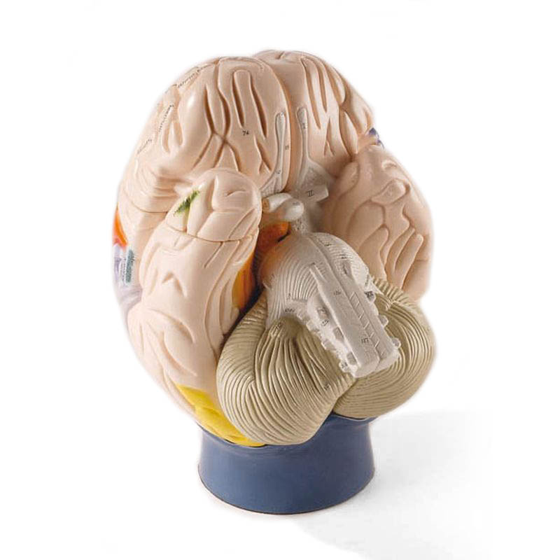 NeuroAnatomical Brain Model Health and Care